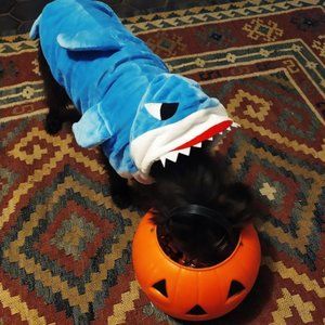 Shark costume for small dogs blue size XL
